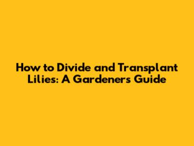 How to Divide and Transplant Lilies: A Gardener's Guide